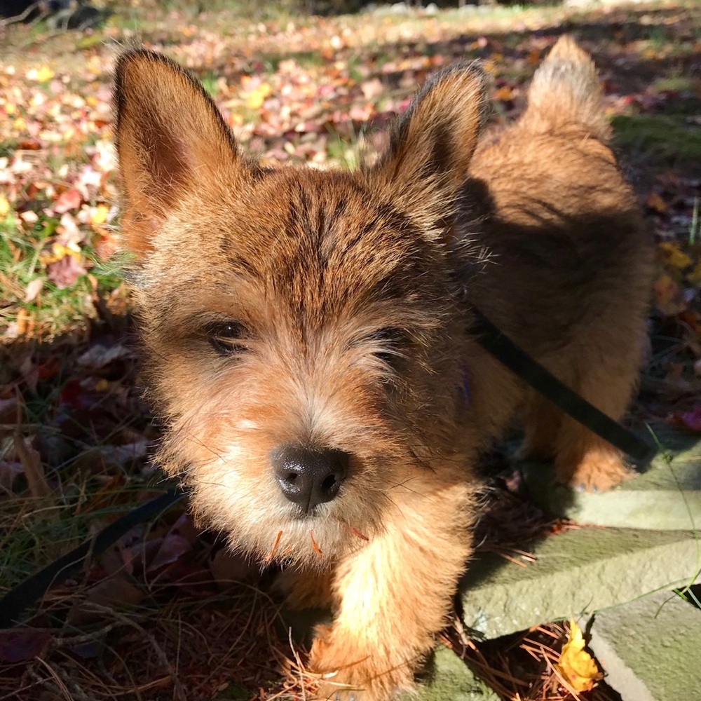 Meet your Posher, Andrew